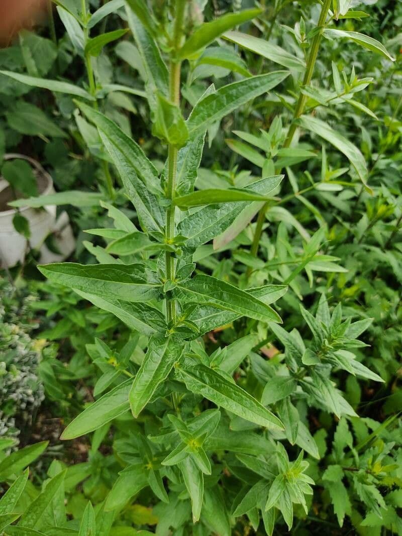 Salcerella 18