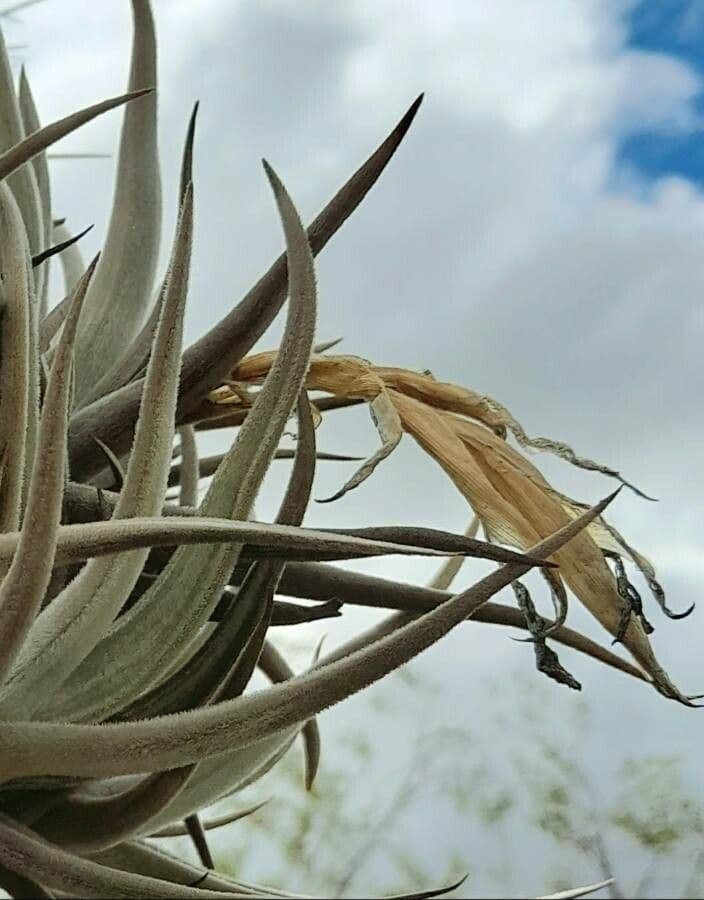 Tillandsia
