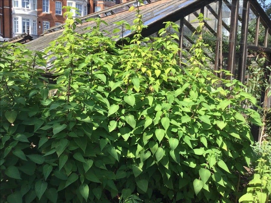 Salvia 6