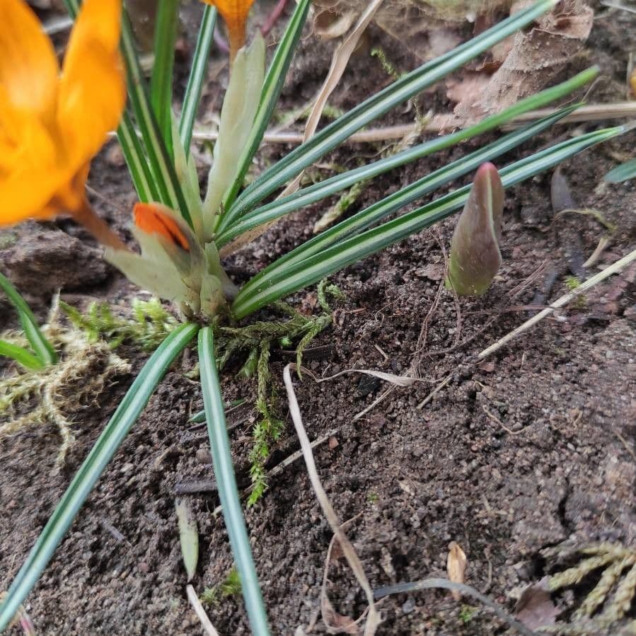 Goldkrokus 12