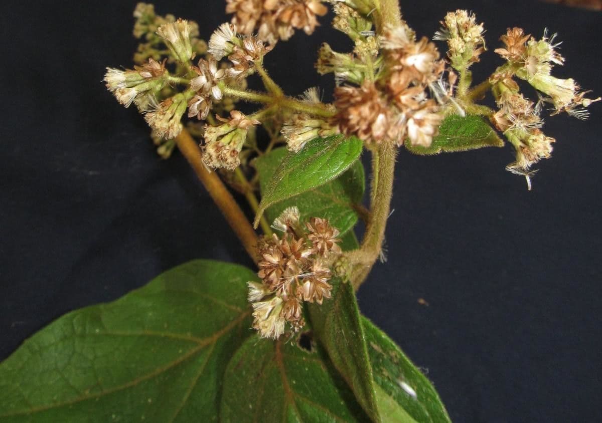 Mikania banisteriae 7