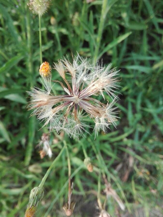 Hyoseris radiata