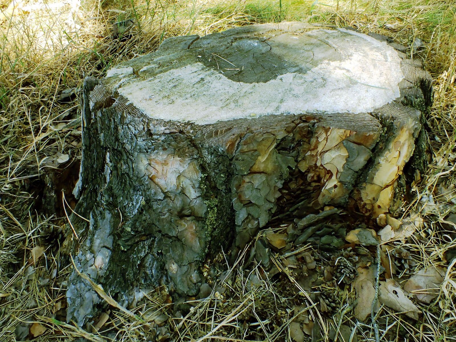 Waldkiefer 24