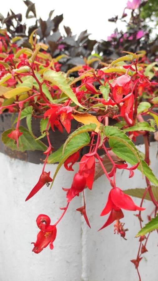 Begonia boliviana 12
