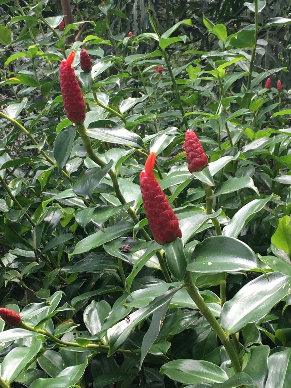 Costus 10