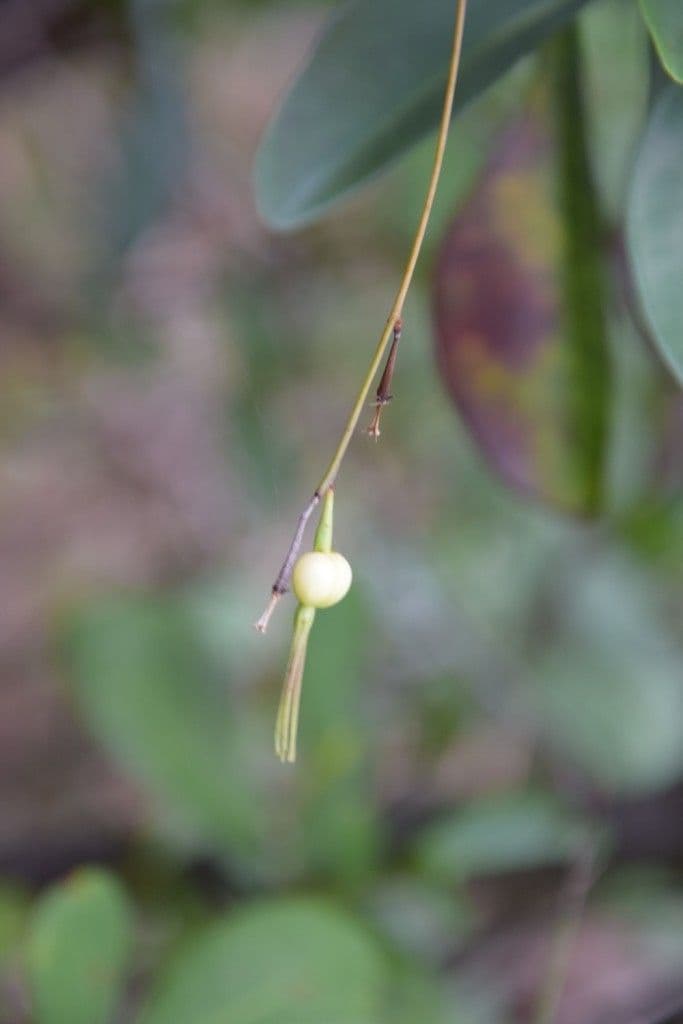 Cleidion 6