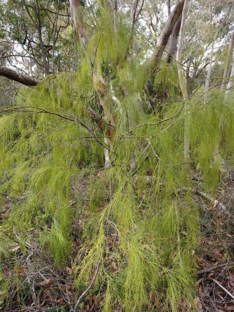 Exocarpos 11