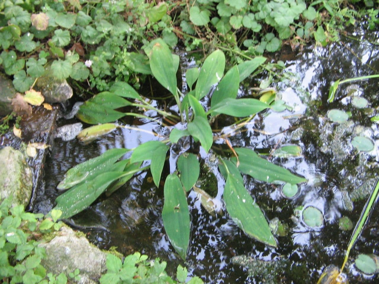Orontium acquatico 8