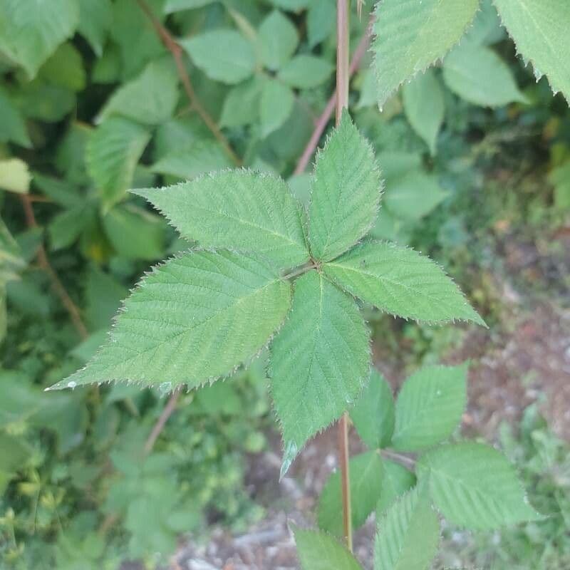 Rovo d'Armenia 18