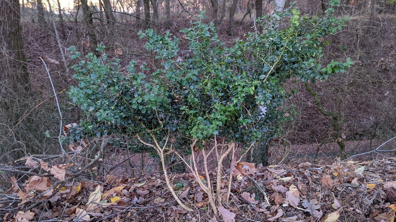 Bosso sempreverde 15