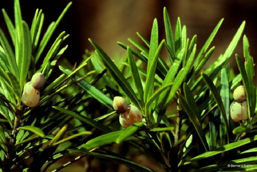 Podocarpus 6