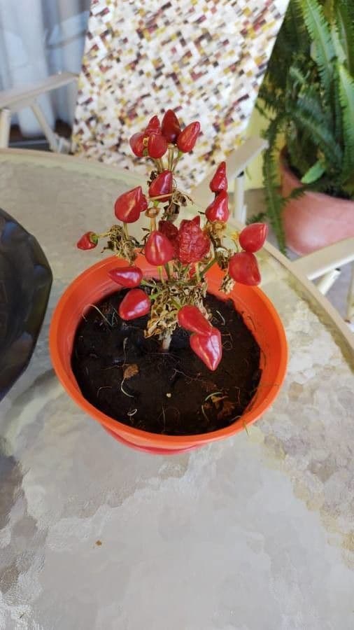 Peperoncino cinese 2