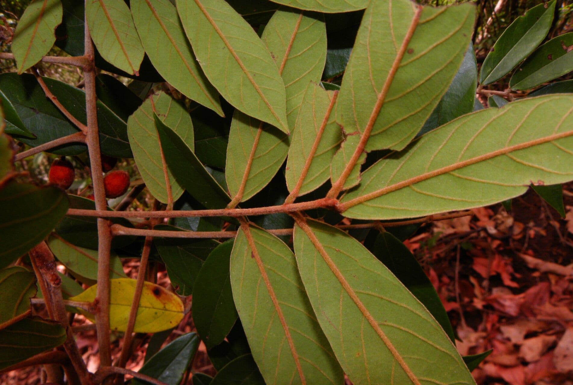 Cnestidium 8