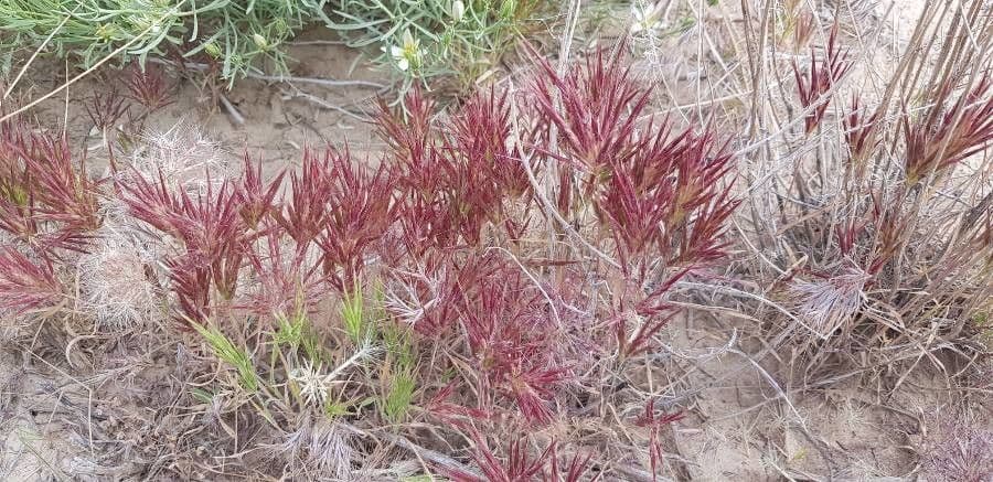 Tetrapogon 7