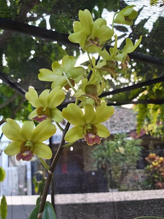 Dendrobium 5