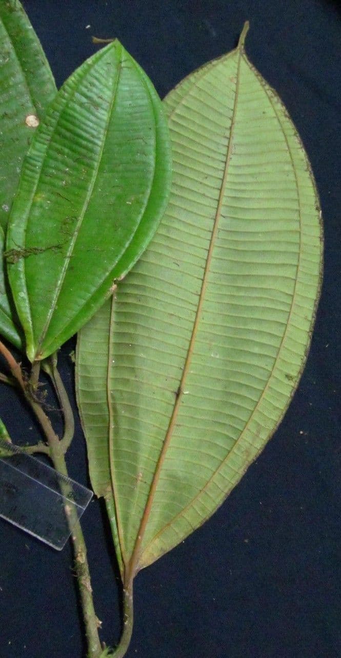 Miconia nutans 2