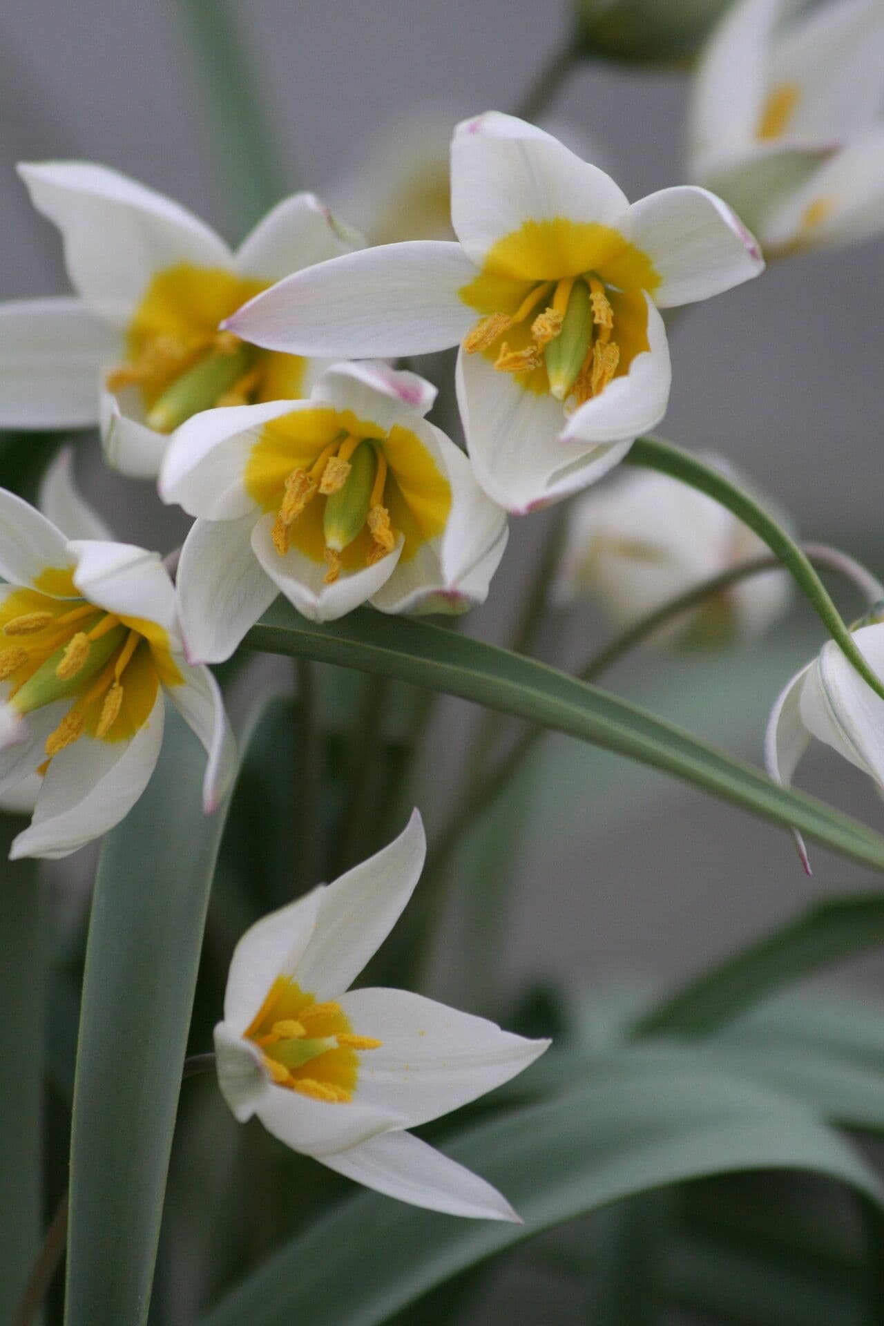 Tulipano bifloro 3