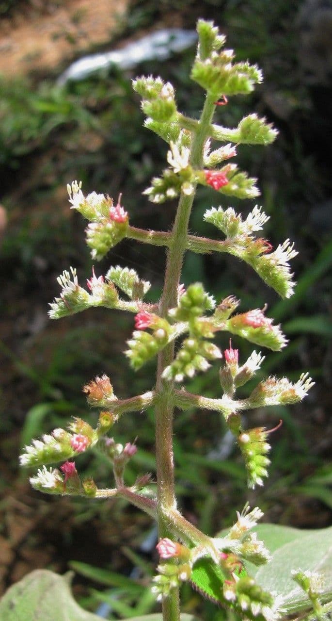 Miconia 4