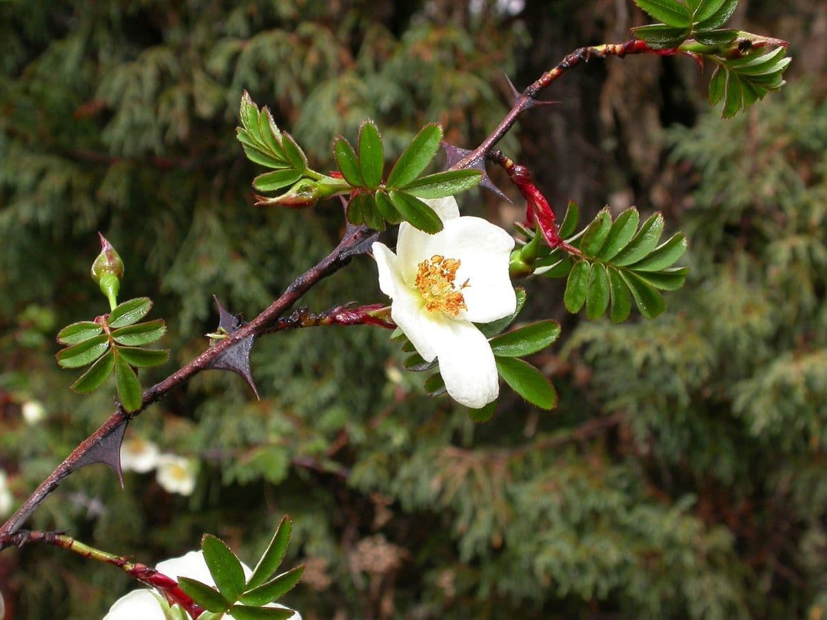 Seidenrose 3