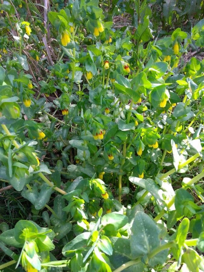 Cerinthe maggiore 11