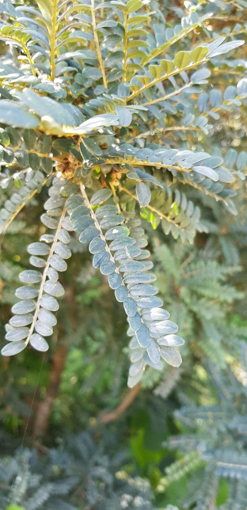 Sophora 4