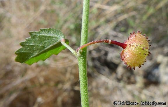 Ayenia compatta 4