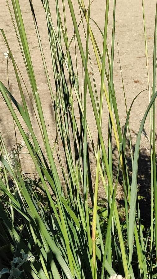 Erba piuma africana 14
