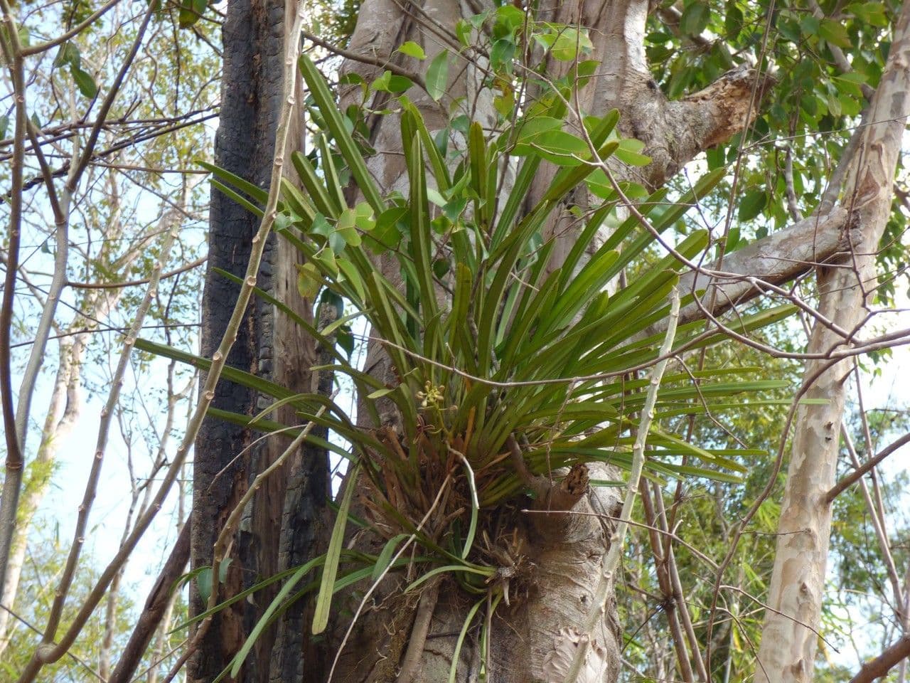 Cymbidium aloelistne 7