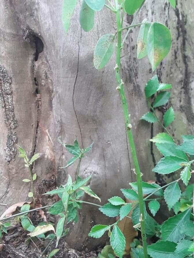 Acetosa di Barrelier 21