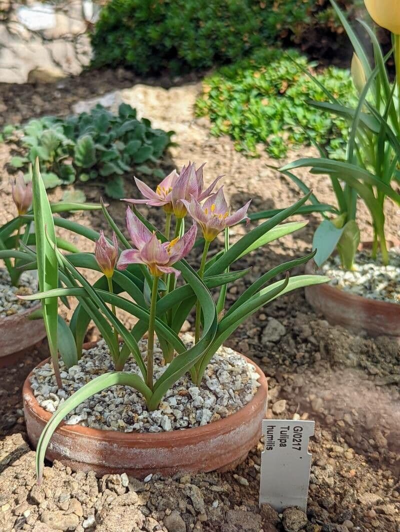 Tulipano 15