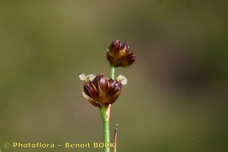 Alpen-Binse 2