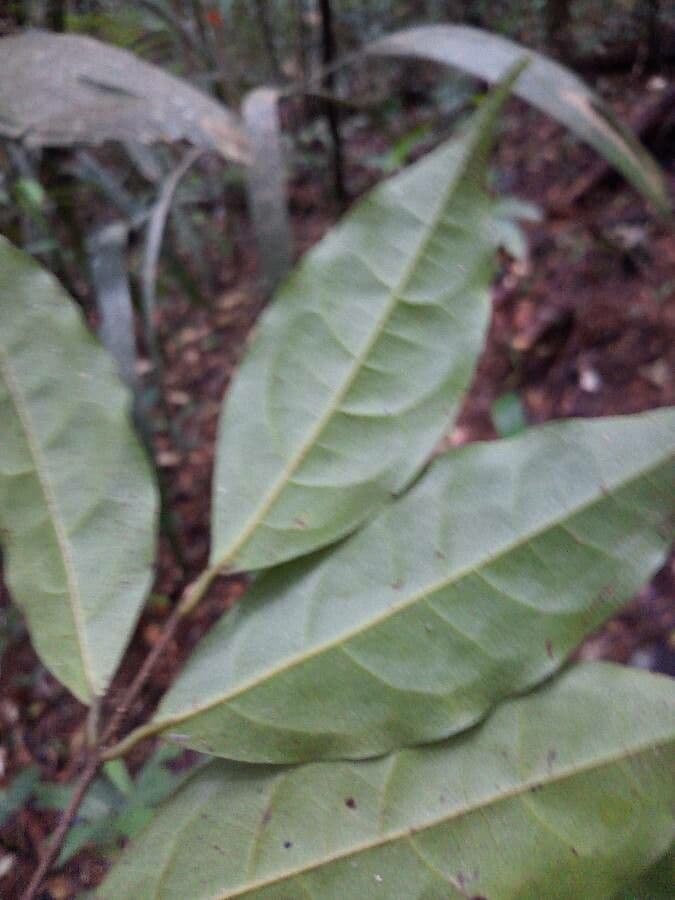 Licaria