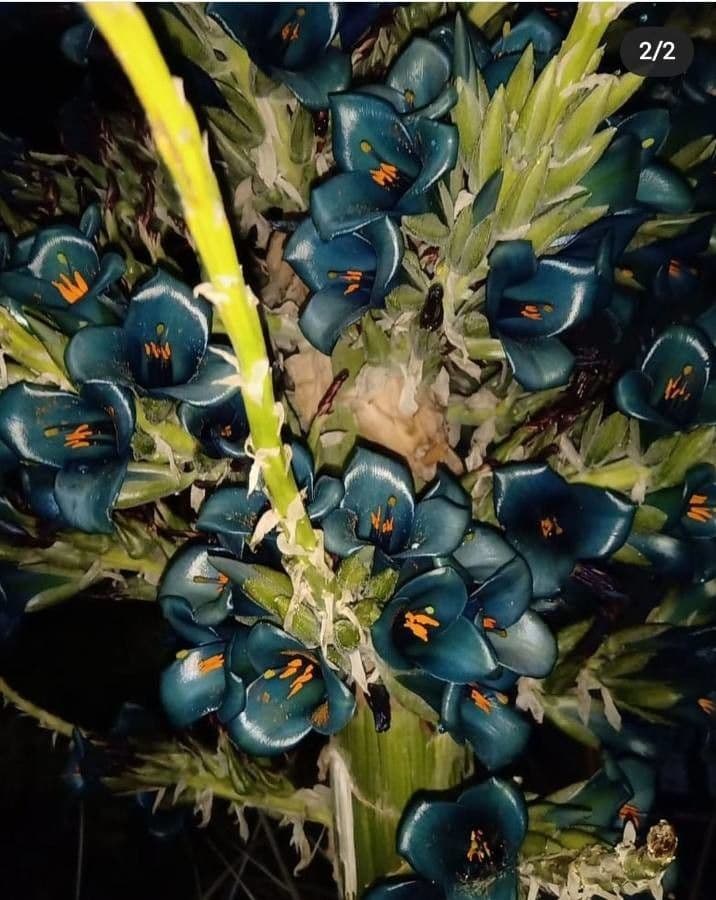 Puya 2