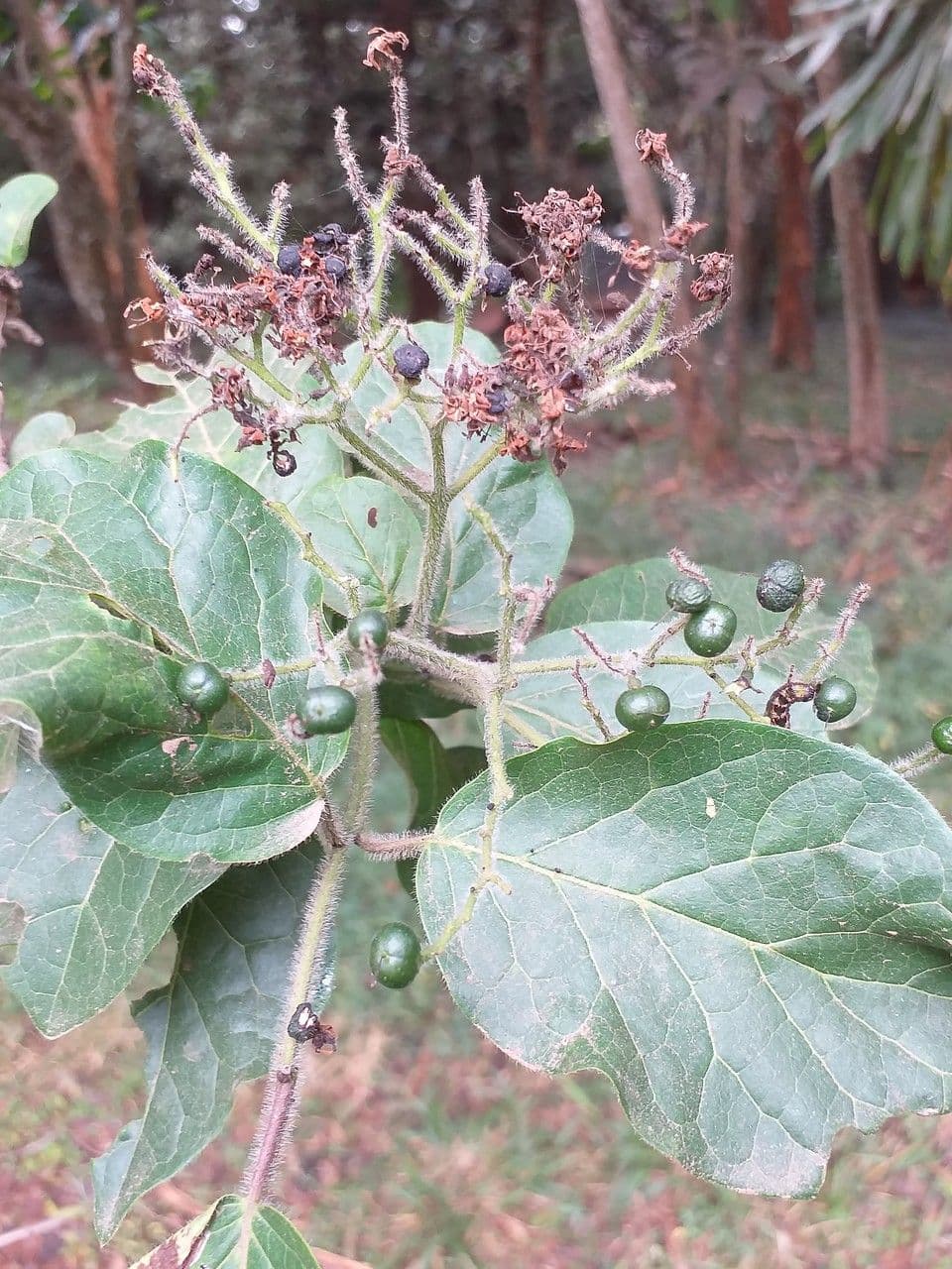Ehretia