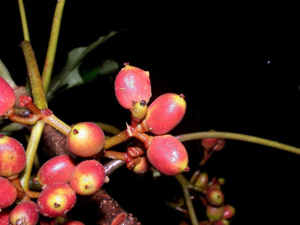 Pourouma bicolor 5