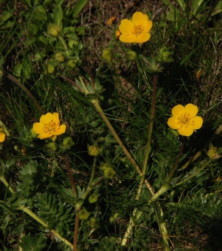 Potentilla di Brewer 6