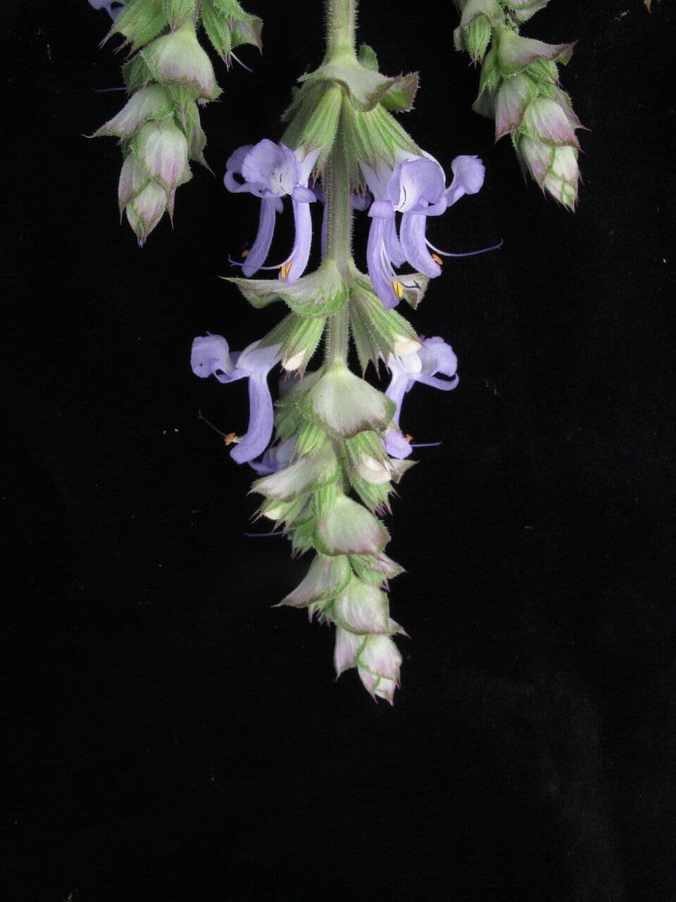 Salvia 4