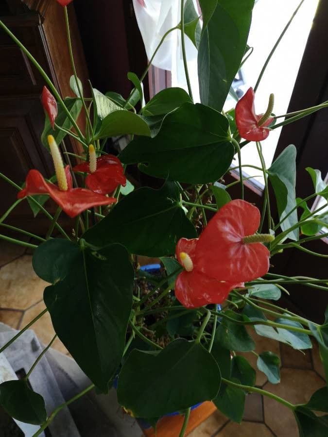 Antúria andreanum 21