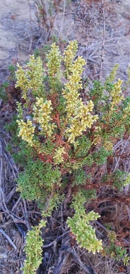 Thymus carnosus 5