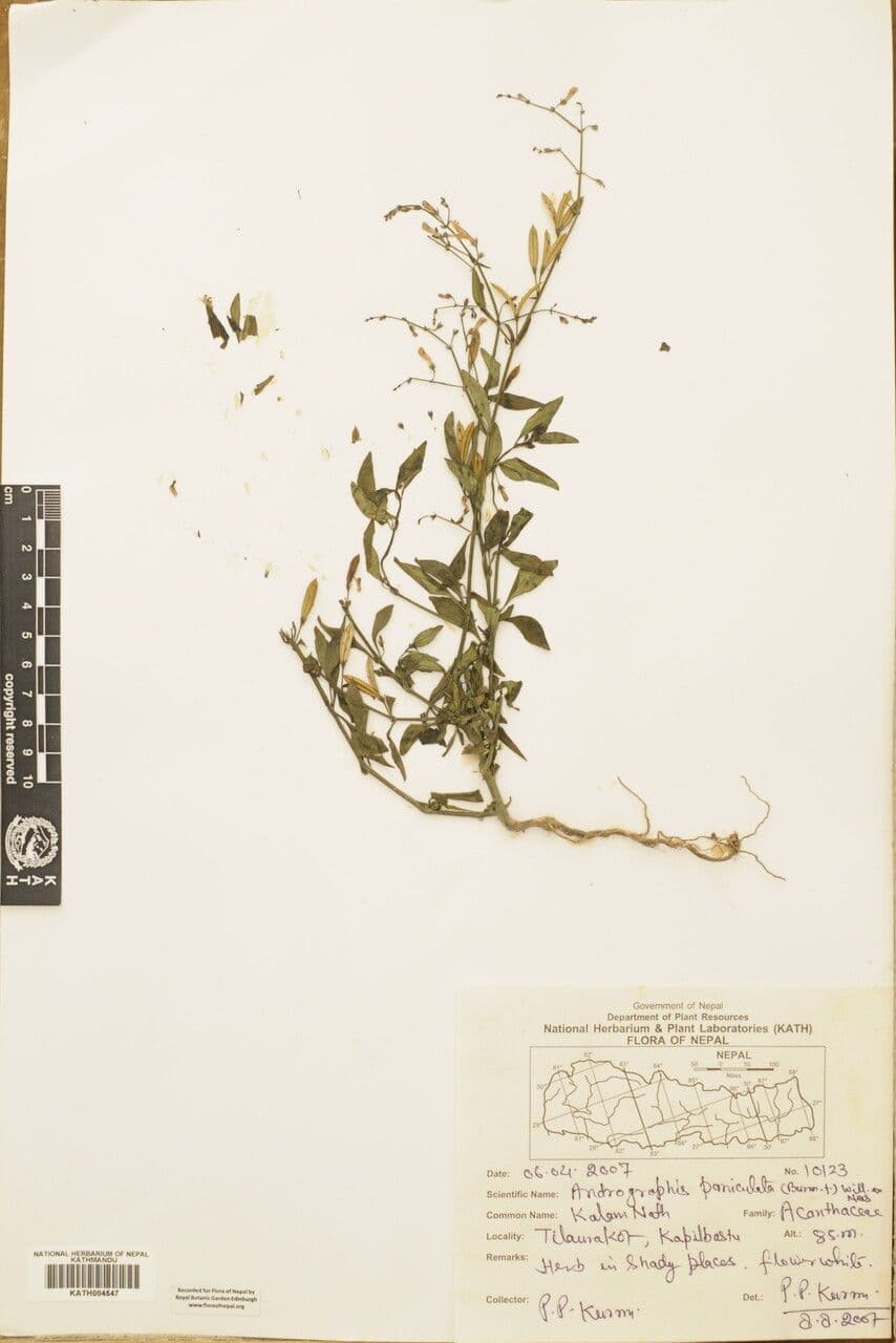 Andrographis paniculata 22