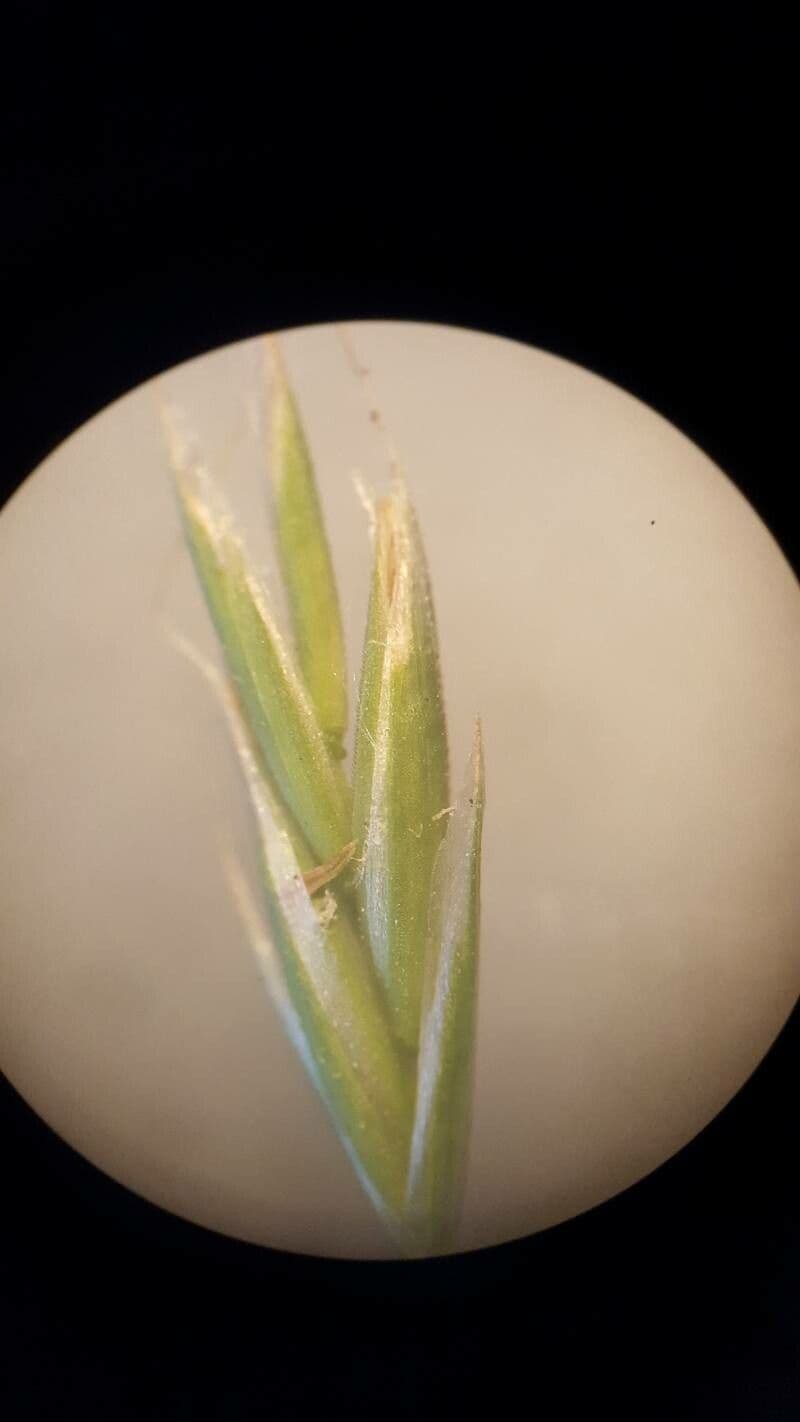 Festuca gigante 6