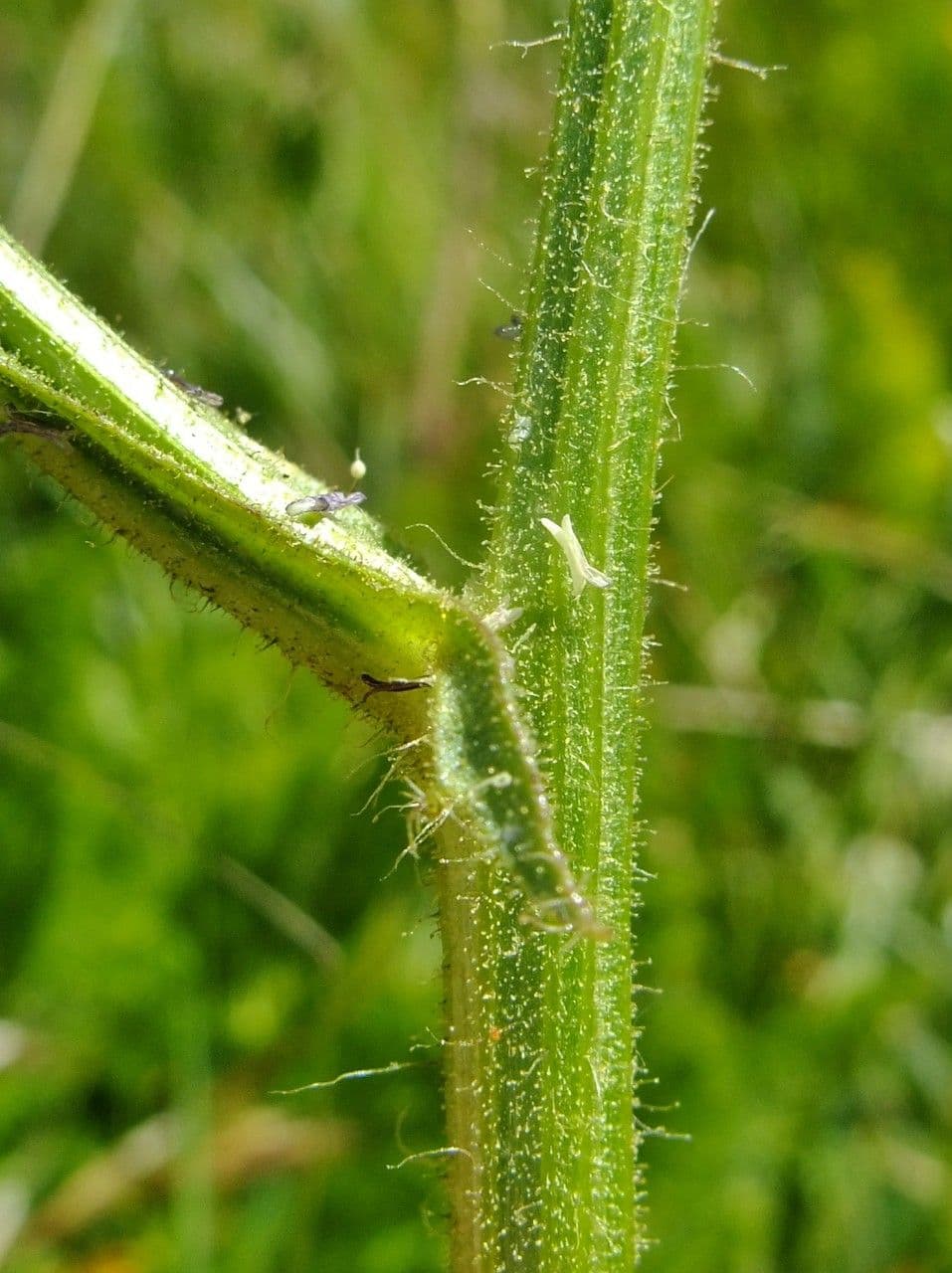 Crepis conyzifolia 24