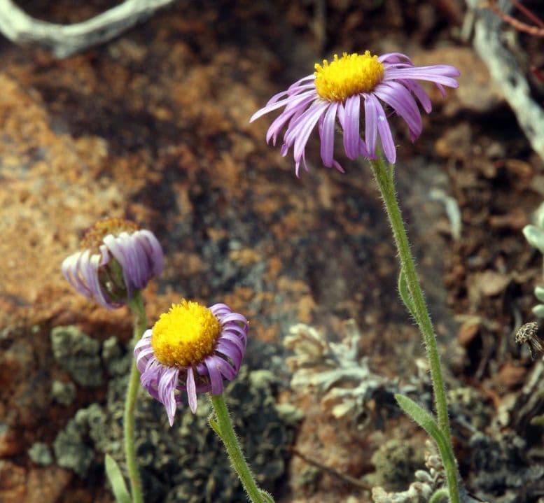 Fleabane 8
