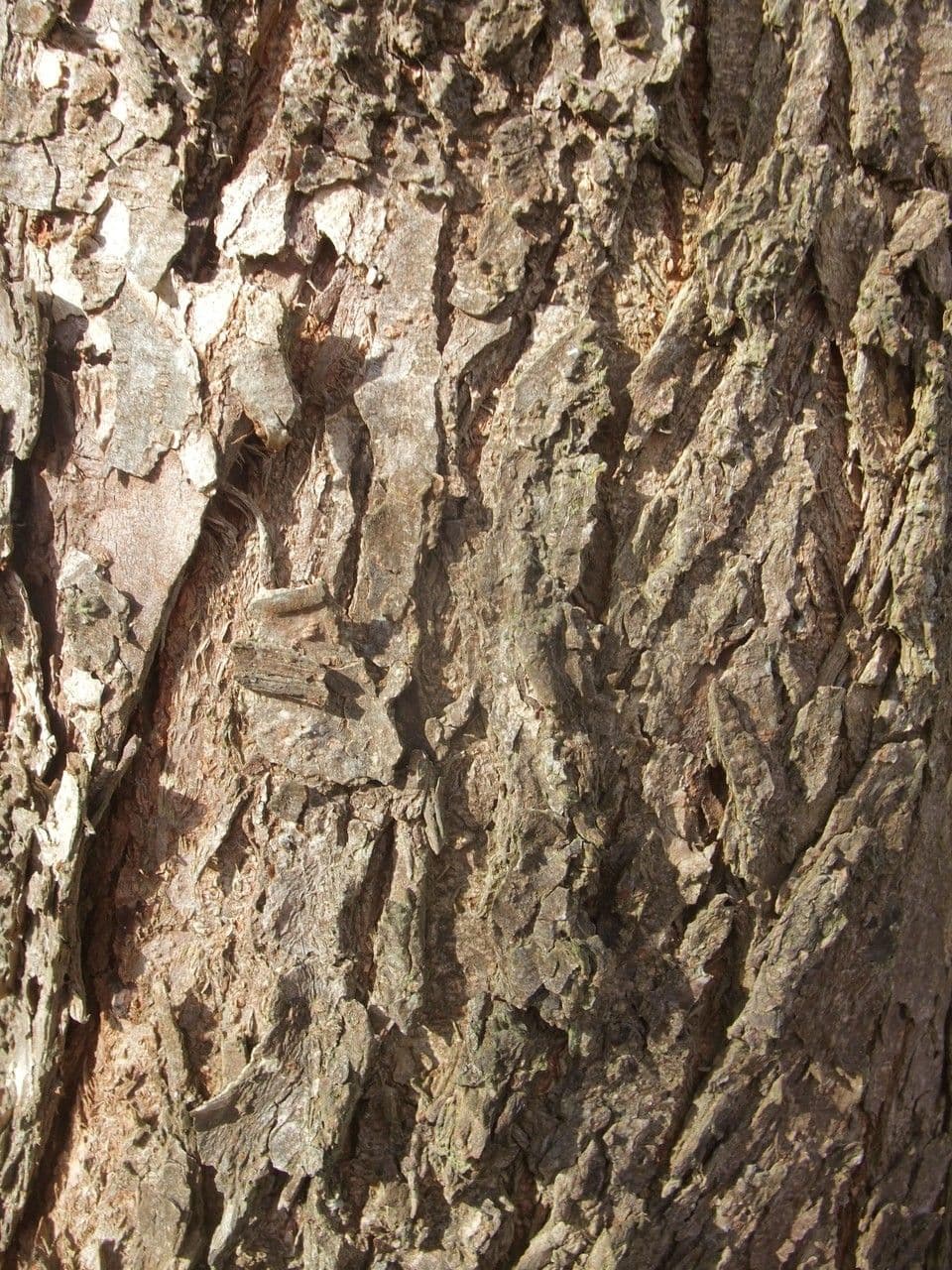 Olmo bianco 22