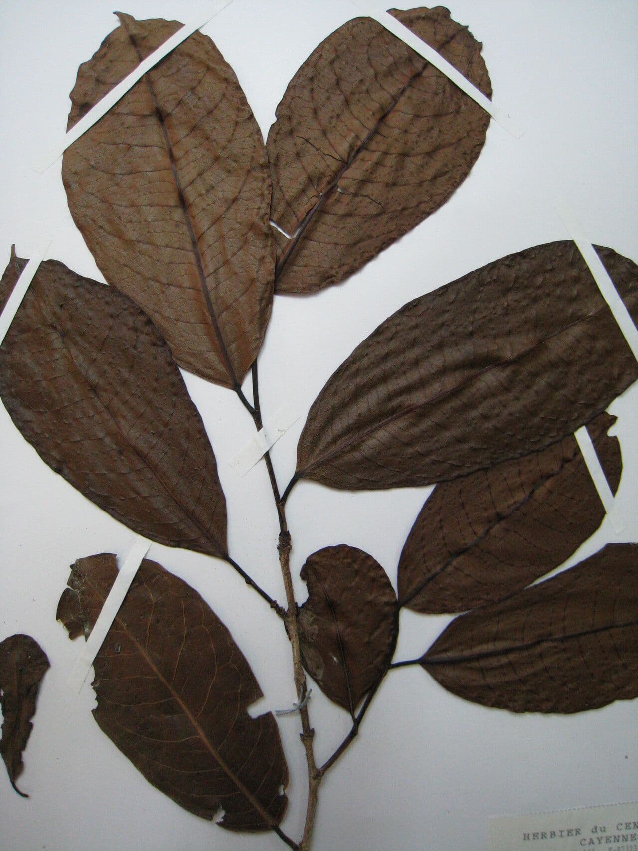 Amanoa 18