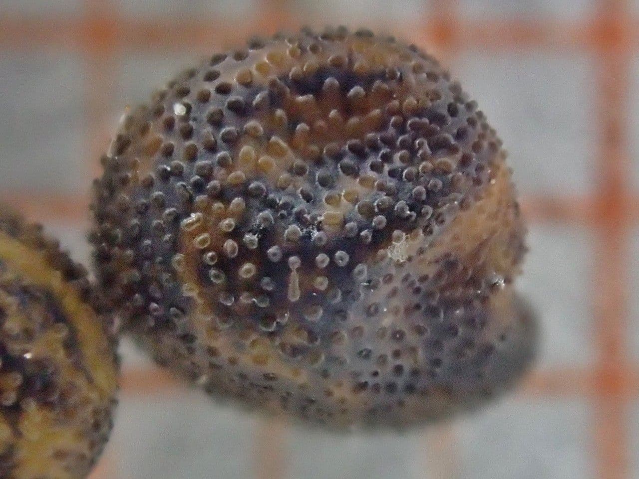 Ononide spinosa 3