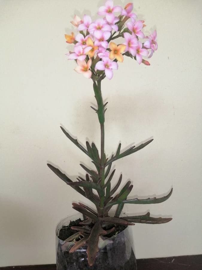 Kalanchoe 7