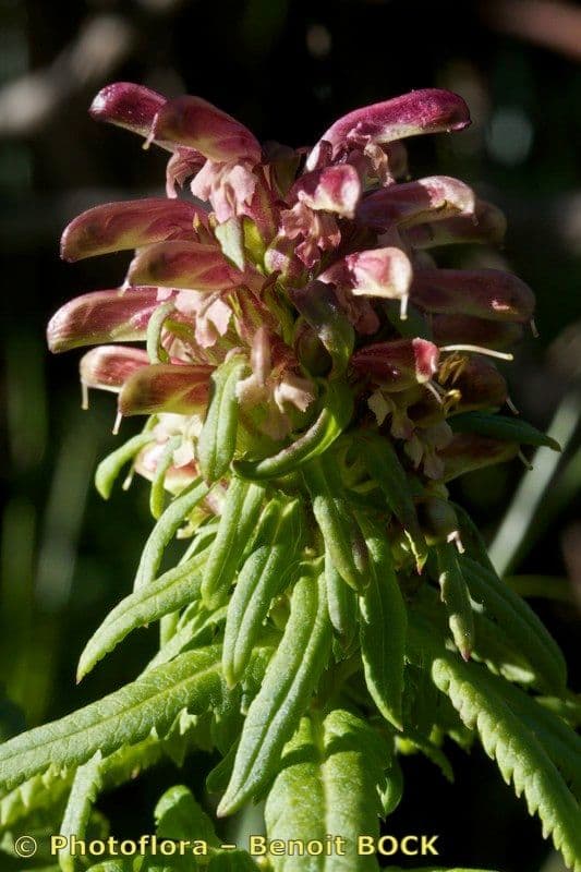 Pedicularis senza becco 23