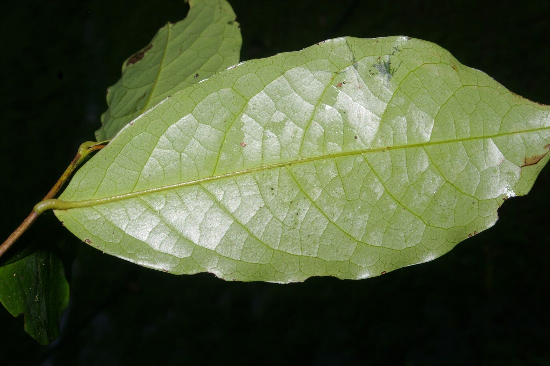 Desmopsis 8