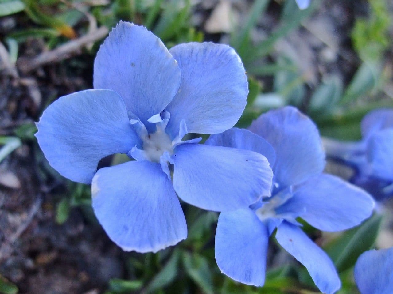 Genziana minore 5